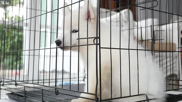 White Siberian Husky Puppy Sitting In A Cage