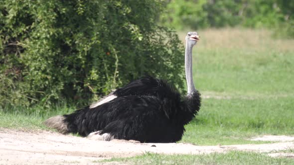 Sitting ostrich at the savanna 