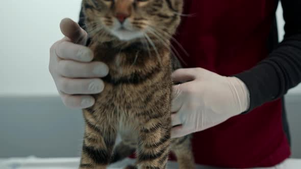 Domestic cat on a medical examination at a veterinarian. A vet clinic