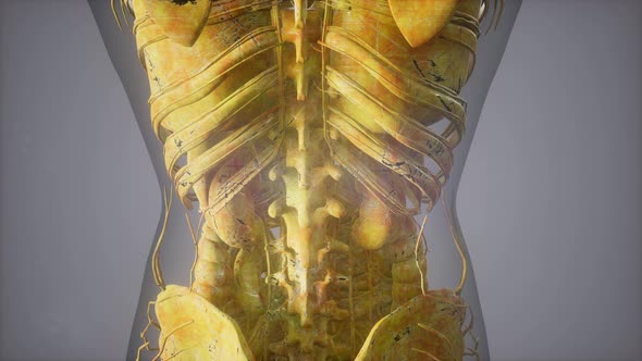 Complete Close-up View of the Skeletal System with Transparent Body