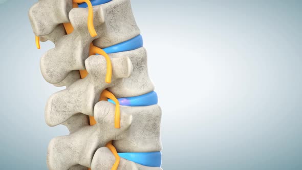 Human lumbar spine model with herniated disc