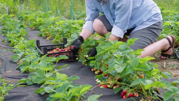 Seasonal Worker Harvesting Strawberries on Farm