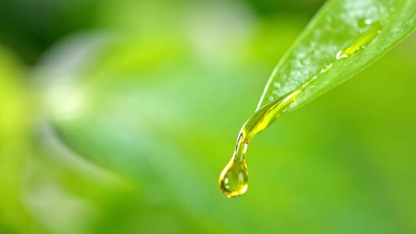 Super Slow Motion Macro Shot of Water Droplet Falling From Fresh Green Leaf at 1000Fps