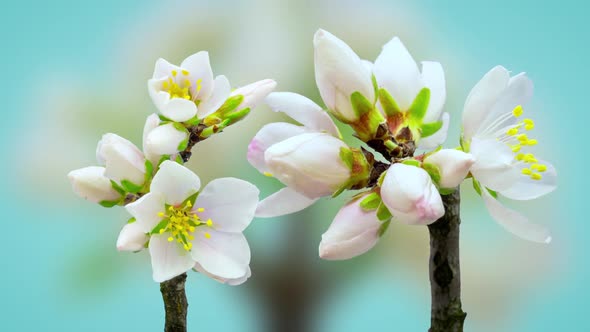 Almond Flower Blossom