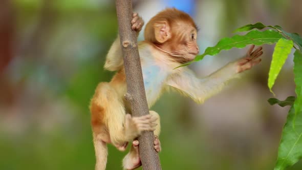 Rhesus Macaque Macaca Mulatta