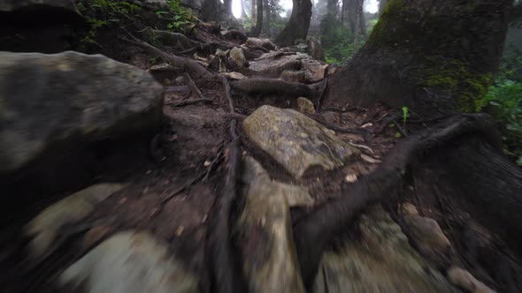 wild landscaped forest with trees and moss on rocks.