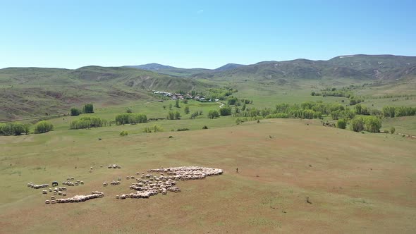 Aerial Sheep Herd