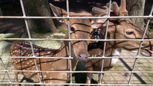 Sika deer