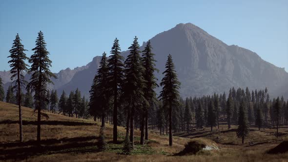 Rocky Mountain Range with Trees