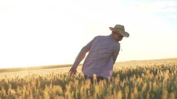 Young Farmer Touches the Wheat Spikes and Rejoices at Sunset in the Field