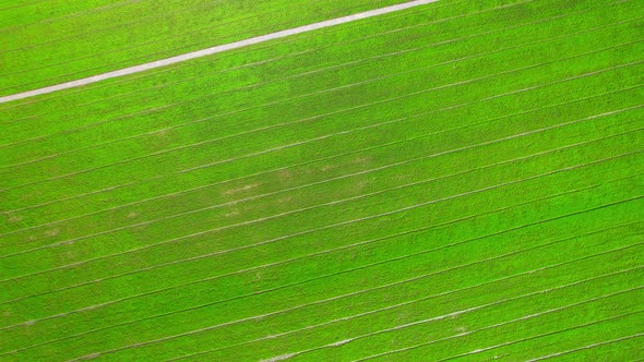 Aerial view of agriculture in rice fields for cultivation. Natural texture