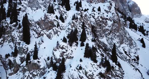 High Snowy Mountains Spruce Trees Grow in Places