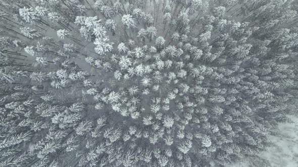 Aerial foggy landscape with evergreen pine trees covered with fresh fallen snow during alt