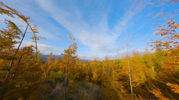 Aerial View of a Bright Autumn Forest on the Slopes of the Mountains at Sunrise