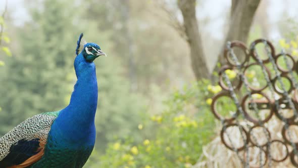 Blue Peacock In Green Nature 2