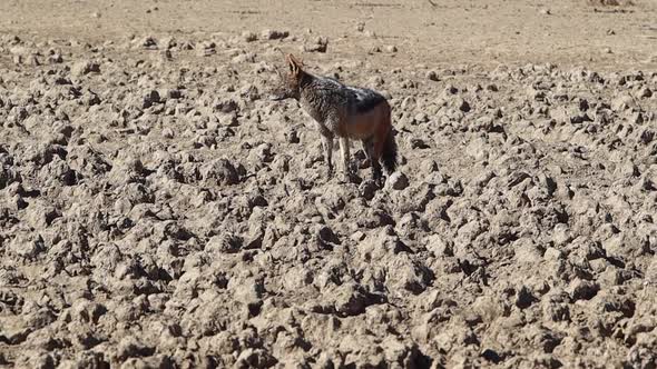 Black Backed Jackal stands on mounds of dried mud in the desert