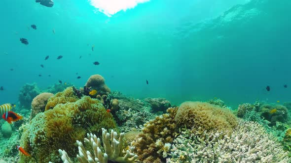 Coral Reef and Tropical Fish. Panglao, Philippines