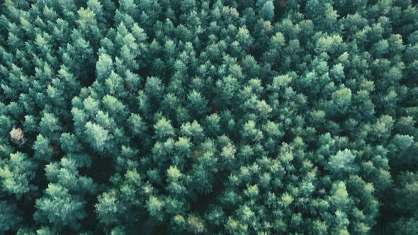 Aerial view of forest. Drone shot flying over spruce conifer treetops, nature background footage