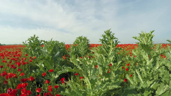 Poppy Field, Camera Moves From the Bottom Up