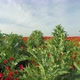 Poppy Field, Camera Moves From the Bottom Up - VideoHive Item for Sale
