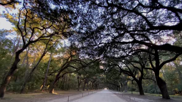 Driving down a road lined with Live Oak trees in Savannah Georgia