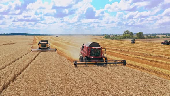 Combines in the field. Harvesters gathering crops. 