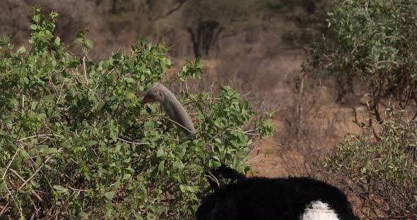 Somali Ostrich, Struthio camelus molybdophanes, Male eating the Bush, Samburu Park in Kenya