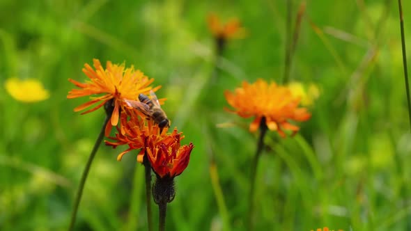 Wasp Collects Nectar from Flower Crepis Alpina