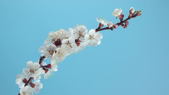 Spring Apricot Tree Flowers Blossom Opening Timelapse