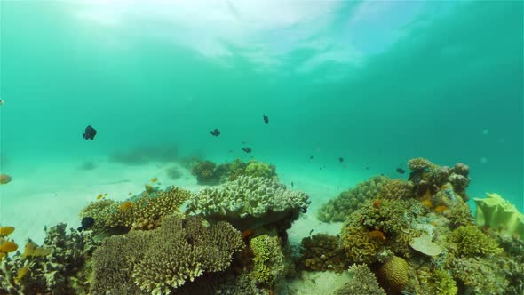 Coral Reef and Tropical Fish Underwater