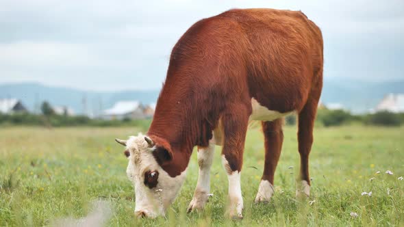 Red Bulls Grazing in a Pasture on a Cloudy Day