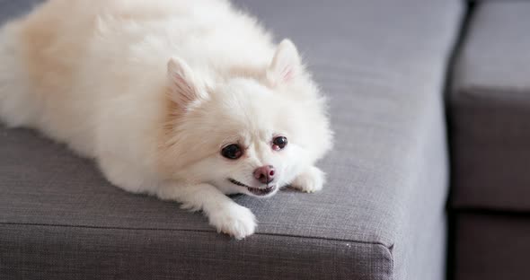 White pomeranian dog 