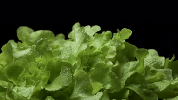 Fresh lettuce rotating on the black background with drops of water.