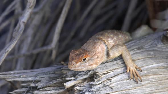 Desert Spiny Lizard laying on branch looking around