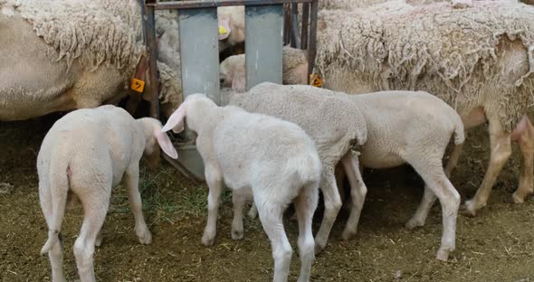 Sheeps on a Flock Farm