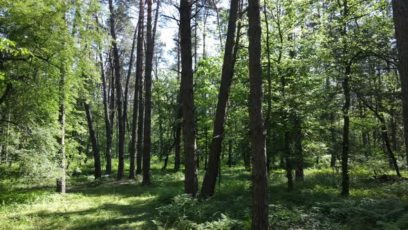 Beautiful Green Forest on a Summer Day Slow Motion