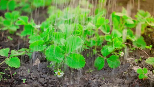 Bright Saturated Young Fresh Green Strawberry Leaves are Watered Closeup in Slow Motion