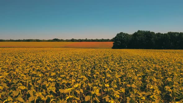 Sunflowers Field During Summer