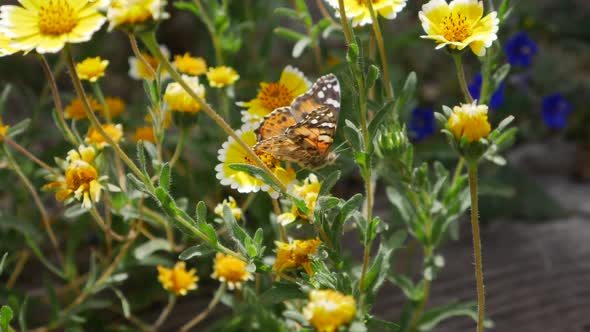 A painted lady butterfly flying and feeding on nectar and pollinating yellow wild flowers in spring