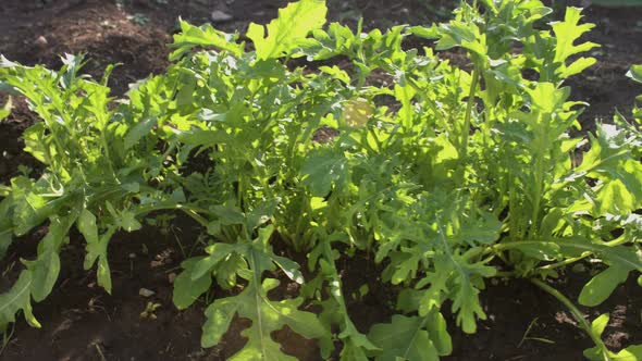 Growing Arugula.