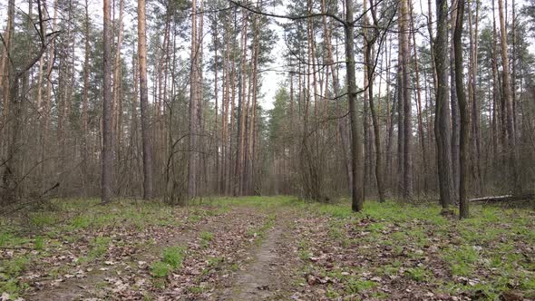 Aerial View of the Road Inside the Forest