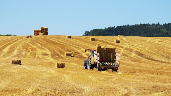 Farmers Harvest Grain From the Field (Farmer Loads Haystacks on the Tractor) - Sunny Day