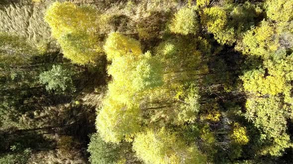 Flycam Rises Over Yellow Birch Grove Among Pine Wood