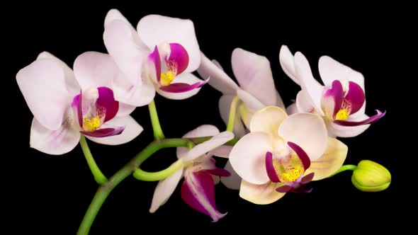 Blooming White Orchid Phalaenopsis Flower