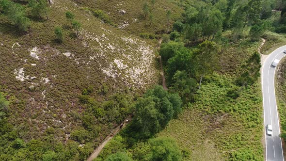 Horseback on Mountain Forest