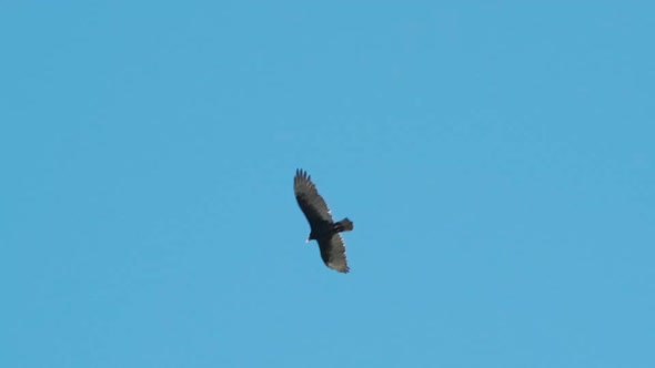 Medium shot of a Turkey vulture as it soars in slow motion.