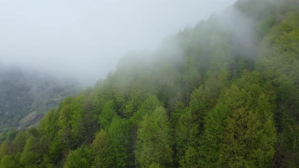 Foggy Mountain Forest Aerial