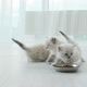 Fluffy Ragdoll Kittens Indoors - VideoHive Item for Sale