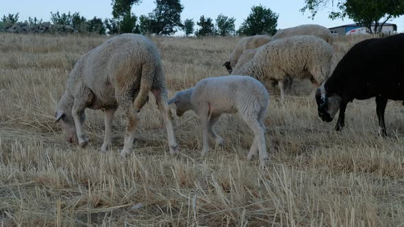 Sheep Grazing Field