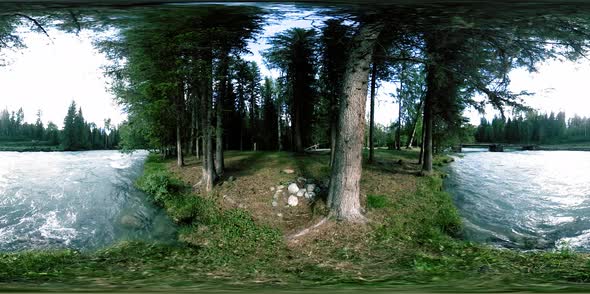 360 VR Virtual Reality of a Wild Forest. Pine Forest, Small Fast, Cold Mountain River. National Park